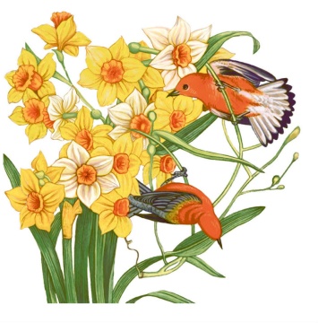 Салфетка "Нарциссы" 33*33см, 20 шт., 2-х слойная