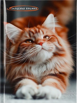 Блокнот А5 7БЦ  80л "Фото котика" клетка, глянц.лам.