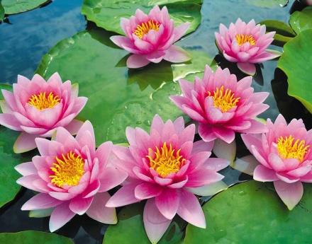 Календарь Трио  295*720мм на 2025г.  Розовый лотос