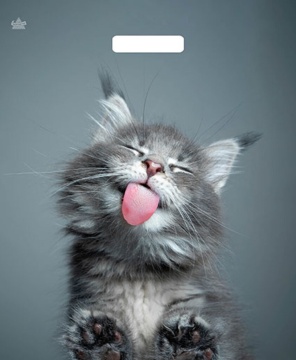 Пакет 45*38см (60мк) с вырубной укрепл. ручкой "Кот" Ламинат