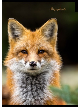 Тетрадь А4 80л кл. скоба Проф-Пресс "Пятнистый носик" белизна 100% (203*273мм)*