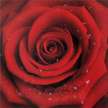 Алмазная мозаика, 40х50см. Картина со стразами.  Полная выкладка. КРАСНАЯ РОЗА