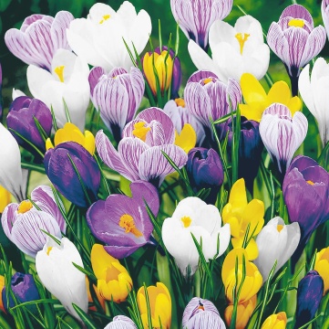 Салфетка "Крокусы" 33*33см, 20 шт., 2-х слойная