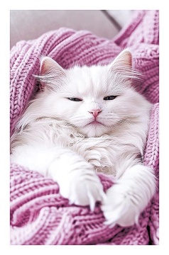 Открытка А5 "Кошка"