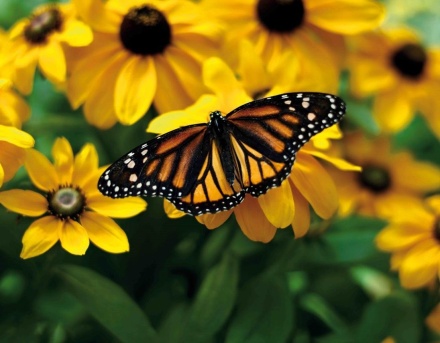 Календарь Трио металл+объем 295*720мм на 2026г. Бабочка на желтом