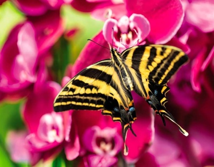 Календарь Трио 295*720мм на 2026г. Бабочка и орхидеи